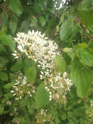 photo of Dogwood