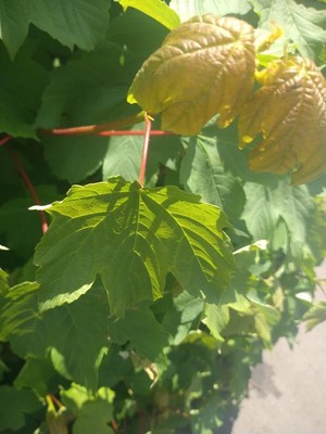 photo of Sycamore