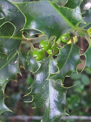 photo of Holly