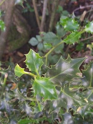 photo of Holly