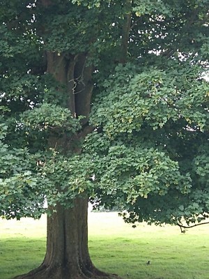 photo of Alder