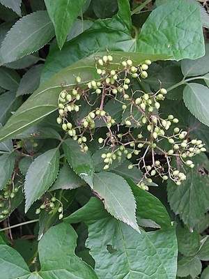photo of Elder