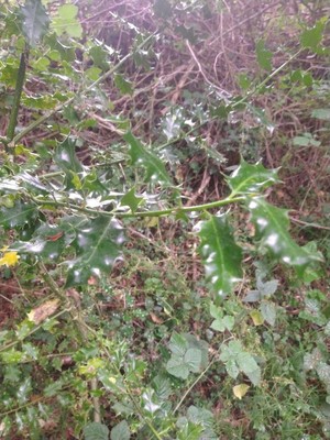 photo of Holly