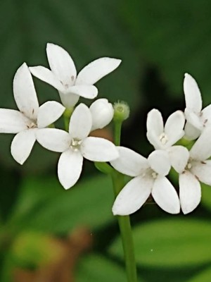 photo of Woodruff
