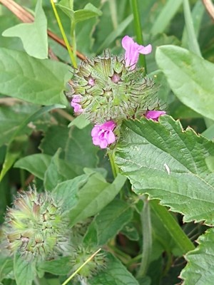 photo of Wild Basil