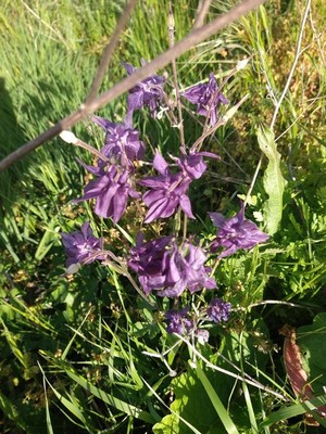 photo of Columbine