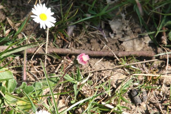 photo of Daisy