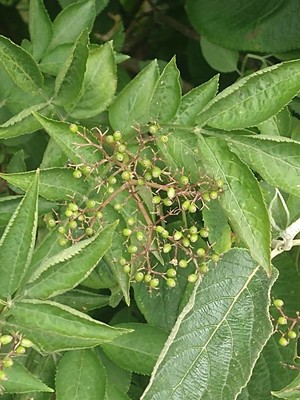 photo of Elder