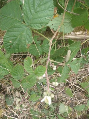 photo of Dewberry