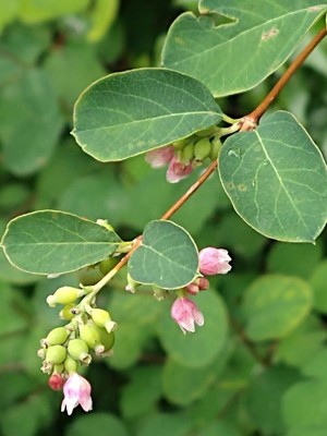 photo of Snowberry