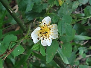 photo of Field Rose