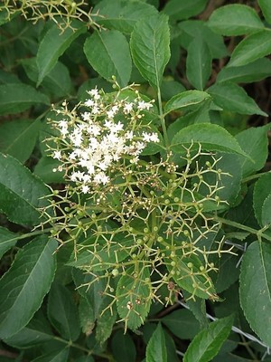 photo of Elder