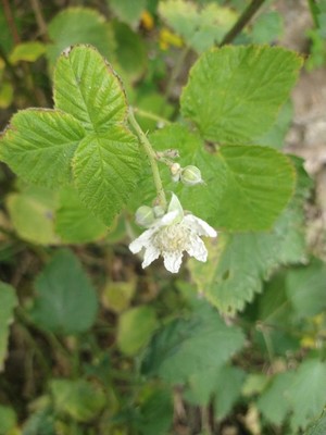 photo of Dewberry