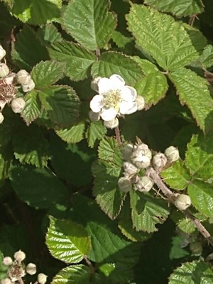 photo of Dewberry