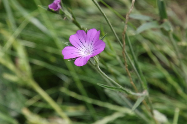 photo of Corncockle
