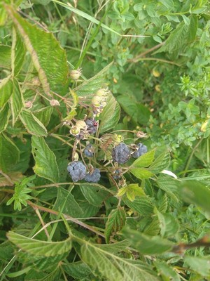 photo of Dewberry