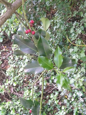 photo of Holly