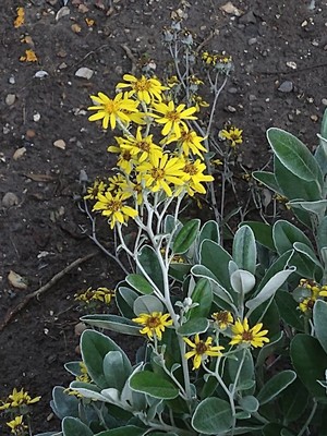 photo of Daisy Bush