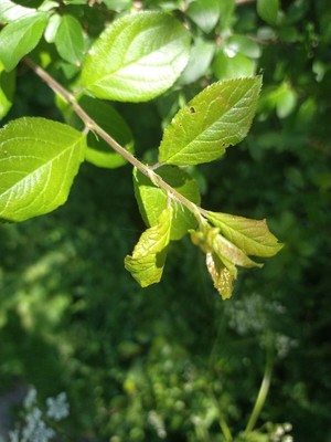 photo of Plum