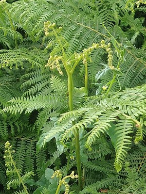 photo of Bracken