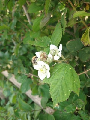 photo of Dewberry