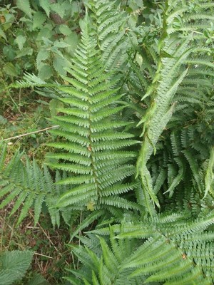photo of Bracken