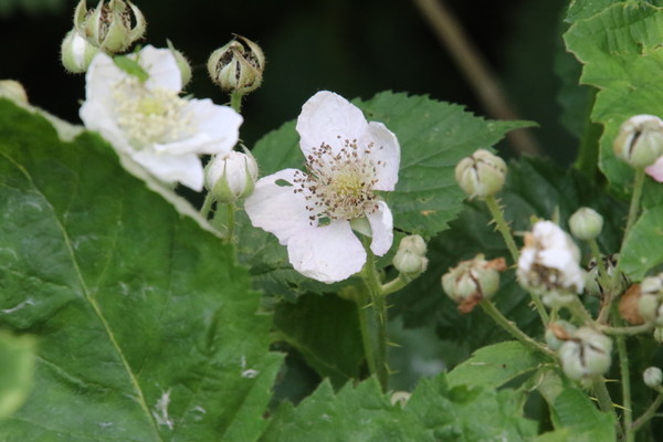 photo of Bramble