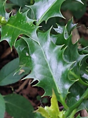 photo of Holly