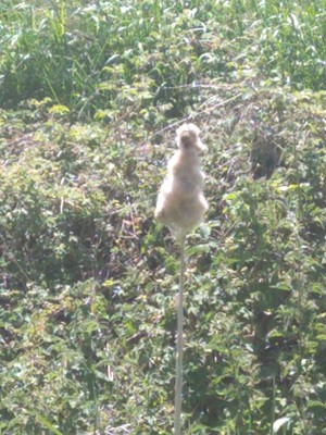 photo of Bulrush