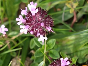 photo of Wild Thyme