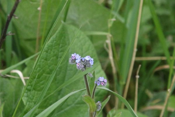 photo of Field Forget Me Not