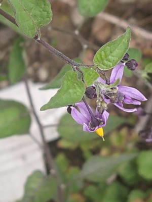 photo of Bittersweet