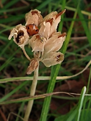 photo of Cowslip