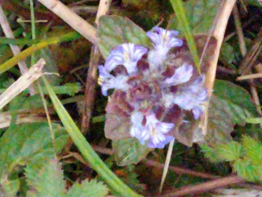 photo of Bugle