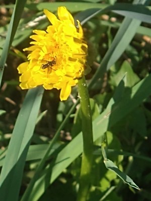 photo of Dandelion