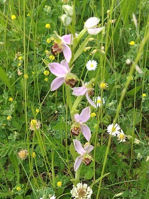 photo of Bee Orchid