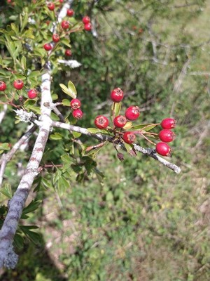 photo of Hawthorn