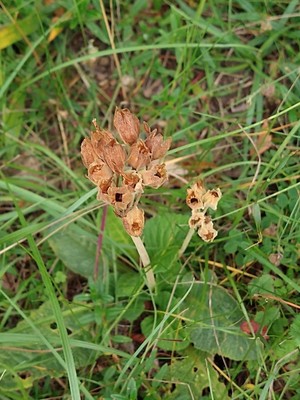 photo of Cowslip