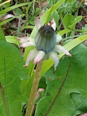 photo of Dandelion