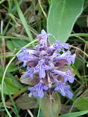 photo of Bugle