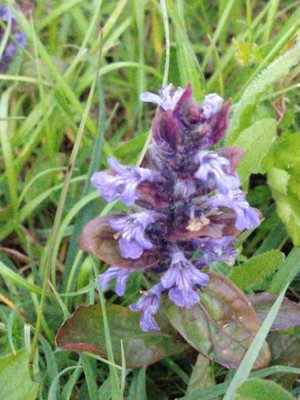 photo of Bugle