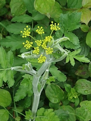 photo of Parsnip