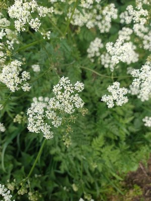 photo of Hemlock