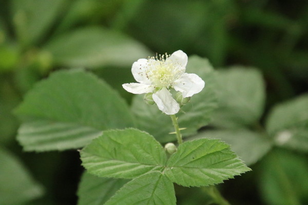 photo of Dewberry