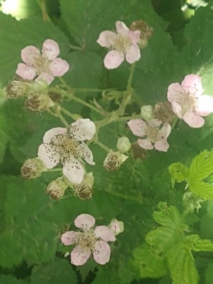photo of Dewberry