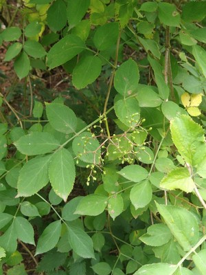 photo of Elder