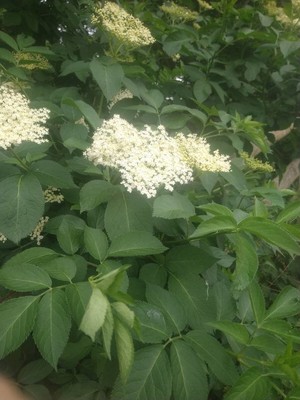 photo of Elder