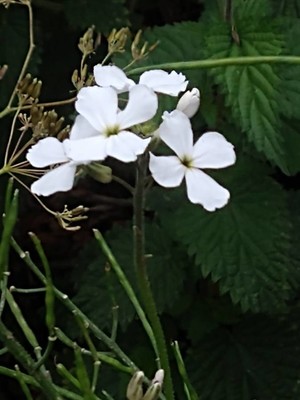 photo of Honesty