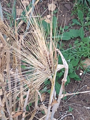 photo of Barley