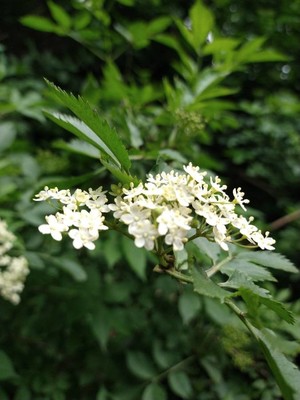 photo of Elder